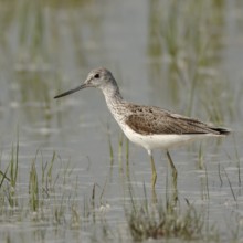 Green legs, upward curved bill... Greenshank (Tringa nebularia) in the shallows of a flooded