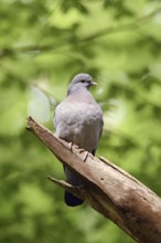 Under a green canopy... Stock Dove (Columba oenas) in the forest, the only native wild pigeon that