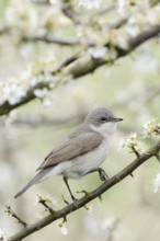 In the hawthorn... Rattling warbler (Sylvia curruca), native songbird sits in spring hunting for