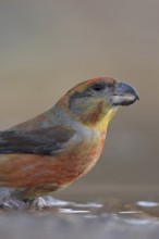 Pine crossbill (Loxia pytyopsittacus), colourful male has come to a puddle of water to drink, sits
