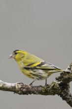 Siskin (Spinus spinus), male bird in breeding plumage, splendid plumage sits on the dry branch of