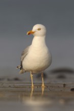 Mediterranean Gull (Larus michahellis) at low tide and early light on the North Sea beach, foraging