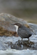 Skilful... White-throated Dipper (Cinclus cinclus) in its territory in search of food, standing