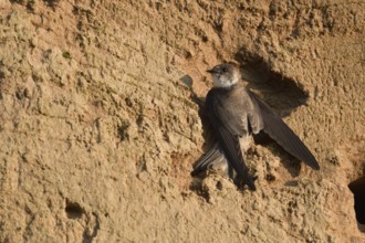 Highly specialised... Sand martin (Riparia riparia), Europe's smallest swallow, seeks shelter in a