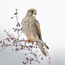Kestrel (Falco tinnunculus), adult female in winter, well-known native small bird of prey, sitting