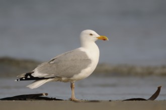 Ubiquitous... Herring gull (Larus argentatus), most common large gull in Northern and Western