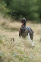 Foraging for food... Black stork (Ciconia nigra), also known as Wood Stork, foraging in a clearing
