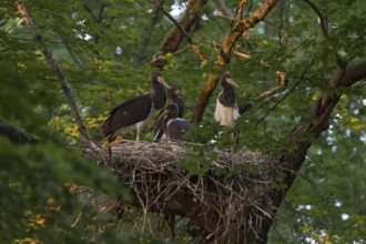 High up in the crown of an old beech tree... Black stork (Ciconia nigra), Wood Stork, well-hidden