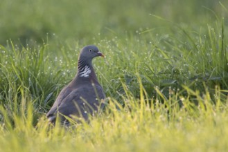 In the wet grass... Woodpigeon (Columba palumbus), common, probably most common, almost everywhere