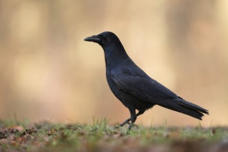 Raven crow (Corvus corone) sitting, walking on the ground, deep appealing shooting perspective at