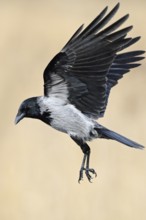 On the approach... Hooded Crow (Corvus cornix) in flight, flying, unmistakable raven bird due to