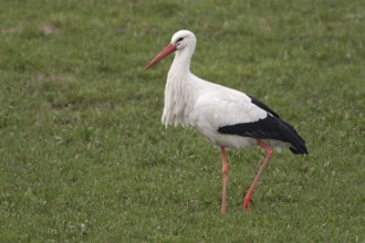 In search of food... White stork (Ciconia ciconia) struts, strides across a green meadow, pasture,