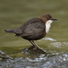 White-throated Dipper (Cinclus cinclus) standing on a stone in the middle of a river, torrent,