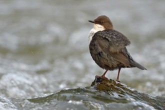 Fluffed up... White-throated Dipper (Cinclus cinclus) sitting in typical manner on a small stone