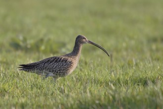 Long, downward curved bill... Eurasian curlew (Numenius arquata), highly endangered meadow