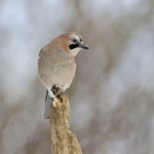 On top... Eurasian Jay (Garrulus glandarius), adult bird, sitting exposed on the top of an old