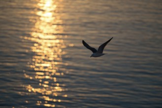 Herring gull (Larus fuscus) in flight over the open water of the North Sea, atmospheric backlight