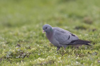 Unusual pigeon... Stock Dove (Columba oenas) foraging in a meadow, very beautiful looking wild