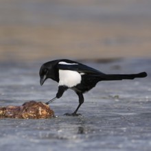 Guardian of nature... Magpie (Pica pica) has found food, carrion, probably entrails, on a frozen