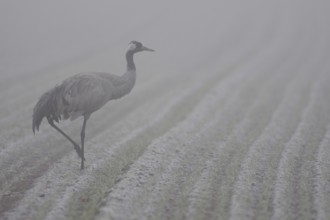 Dense fog over the fields... Common crane (Grus grus) resting in a field during crane migration in