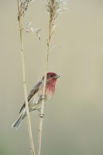 Bright red head... Carmine Finch (Carpodacus erythrinus), male bird perches on reed stems, very