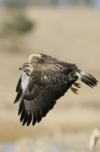 Buzzard (Buteo buteo), adult bird, well-known, frequently observed bird of prey at eye level in