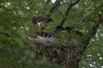 Rare observation... Black stork (Ciconia nigra), also known as Wood Stork, adult bird at the nest