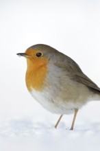 Robin (Erithacus rubecula) in white snow, standing, sitting on the ground in winter, plumage