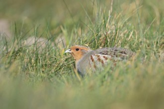 Secretly... Grey partridge (Perdix perdix) huddles in the grass, seeks shelter, field fowl