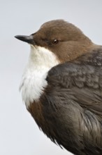 At the close-up limit... White-throated Dipper (Cinclus cinclus) in portrait, detailed close-up,
