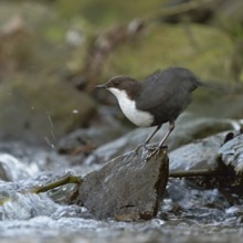Feather care... White-throated Dipper (Cinclus cinclus) standing on a stone on the bank at the edge