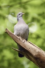 Under a green canopy... Stock Dove (Columba oenas) in the forest, the only native wild pigeon that