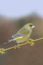 Yellow-green native songbird... Greenfinch (Carduelis chloris), male in splendid plumage on a