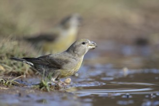At the waterhole... Pine Crossbill (Loxia pytyopsittacus), a flock of colourful, rare Pine