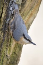 Head over heels... European nuthatch (Sitta europaea) in winter, secures the environment, native