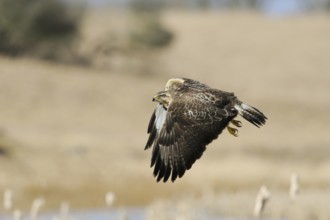 Buzzard (Buteo buteo), adult bird, well-known, frequently observed bird of prey in flight at eye