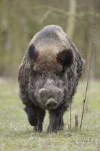 The last picture... Wild boar (Sus scrofa), encounter with a male wild boar, impressively powerful