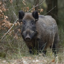 Encounter in the undergrowth... Wild boar (Sus scrofa), sow, wild boar, wild boar at the edge of