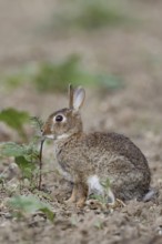 On an uncultivated field... Wild rabbit (Oryctolagus cuniculus) feeding on field herbs, typical