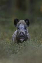 Surprise... Wild boar (Sus scrofa) in the forest, wild sow looks up surprised from the undergrowth,