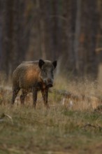 Careful... Wild boar (Sus scrofa), wild boar in summer, short-haired summer coat, summer rind,