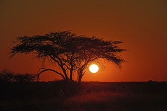 Sunset behind umbrella acacia, Okonjima Nature Reserve, Namibia