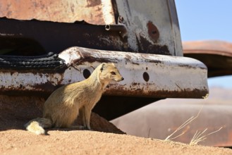 Fox mongoose, yellow mongoose, (Cynictis penicillata), Solitaire, Namibia