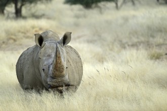 White rhinoceros (Ceratotherium simum) in Namibia