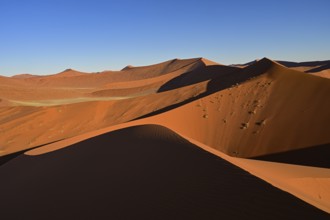 The mighty star-shaped dunes of the Namib Desert near Sossusvlei glow in the evening sun, Namibia