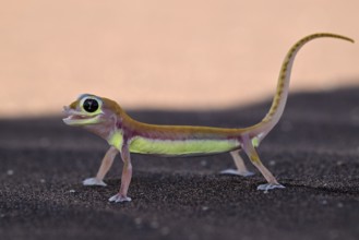 Palmato gecko (Pachydactylus rangei), Namib Desert, Namibia