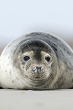 On the beach... Harbour seal (Phoca vitulina) resting in the sand of the North Sea on the