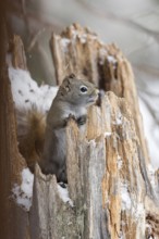 Sneezy... American red squirrel (Tamiasciurus hudsonicus), crouching in an old, broken tree stump