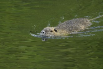 On the move in a hurry... Nutria (Myocastor coypus) swimming through a body of water, common