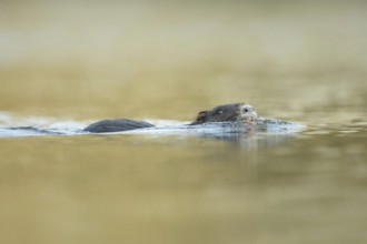 Newcomer to Europe... Nutria (Myocastor coypus), also called beaver rat, common in many places,
